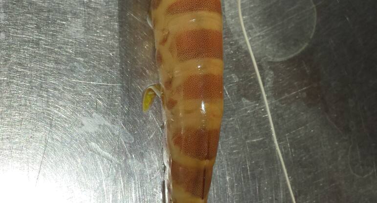 zigana balik evi liman reis izmir